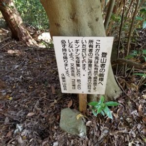 イチョウ看板